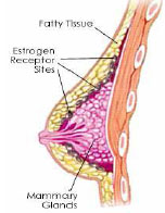 Firmer Breast Diagram